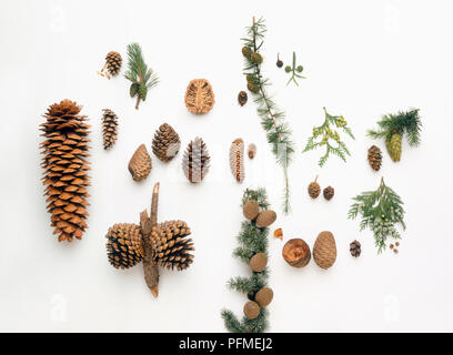 Various large and small spruce, cedar, Sequoia, cypress, conifer, fir and pine cones and needles Stock Photo