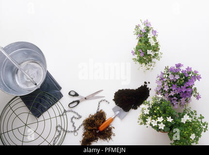 Preparation for planting bellflowers in metal hanging basket Stock Photo