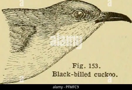 . Cyclopedia of farm animals. Domestic animals; Animal products. Fig. 152. Nighthawk. 5,000 ants. A nighthawk had eaten 500 mosqui- tos; another, 60 grasshoppers, and another revealed the remains of 1,000 flying ants. Twenty-eight cutworms were taken from the stomach of a red- winged blackbird. Seven cedar birds had eaten 70 to 100 cankerworms, each. Three mourning doves had taken seeds (mostly those of weeds) to the number of 7,500, 6,400 and 9,200 respectively. Stomachs of the common snowbird or snowflake have been found to contain 500 to 1,500 weed seeds, each. Nine mice were eaten in succe Stock Photo