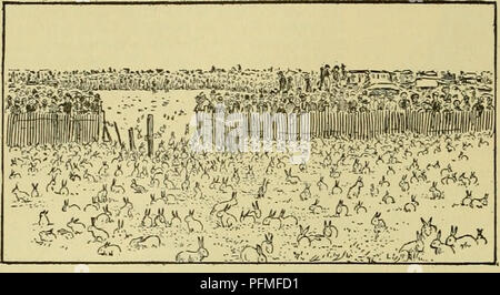 . Cyclopedia of farm animals. Domestic animals; Animal products. 168 WILD MAMMALS IN THEIR RELATIONS WITH AGRICULTURE are most easily destroyed by hunting out the breeding-places in early spring and killing the litters of pups (Fig. 149). They may also be poi- soned and trapped. The foxes are generally con- sidered as enemies of the poultry yard, but it is probable that, in general, they do more good in. Fig. 148. A jack-rabbit drive. destroying meadow mice and other pests than they do harm in taking poultry. The bears (Ursidse) are even yet troublesome in many of the sparsely inhabited region Stock Photo