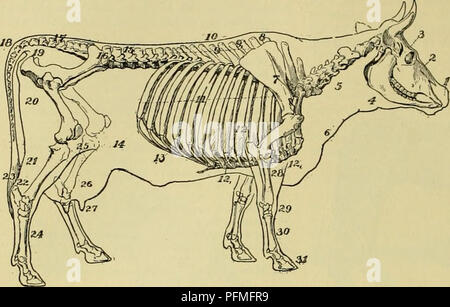 Beef Throat Stock Photo: 41322966 - Alamy