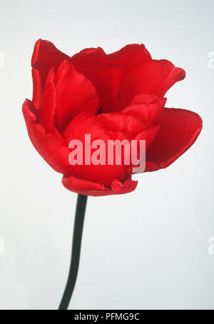 Tulipa 'Abba' (Tulip), bright red flower head Stock Photo