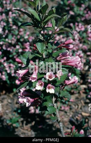 Leaves and pink flowers from Weigela florida 'Foliis Purpureis', close-up Stock Photo