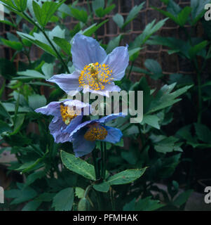 Blue flowering stem of Meconopsis betonicifolia (Himalayan blue poppy), close-up