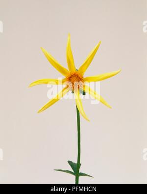 Dahlia 'Honka', vivid yellow star-shaped orchid Dahlia on long stem Stock Photo