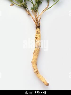 Root of Codonopsis pilosula (Dang Shen) Stock Photo