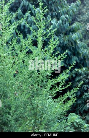 Close-up of green stems from Artemisia annua (Sweet wormwood) Stock Photo