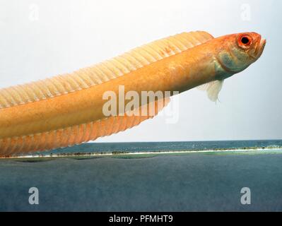 Close Up Of A Red Bandfish Cepola Macrophthalma also Known As Cepola Close Up Of A Red Bandfish Cepola Macrophthalma also Known As Cepola