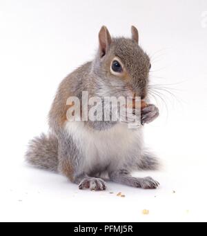 Grey squirrel (Sciurus carolinensis) eating nut, close-up Stock Photo