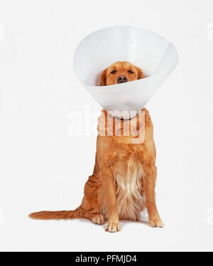 Golden Retriever wearing protective collar, front view Stock Photo