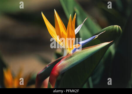 Yellow and white flowers of Strelitzia reginae, Bird of paradise. Stock Photo