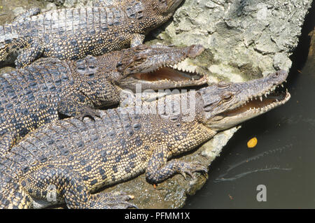 Singapore Crocodilarium, close-up of two crocodiles camouflaged on rock, open jaws exposing many small teeth, scaly skin blending with surroundings, teeth reflecting in water. Stock Photo