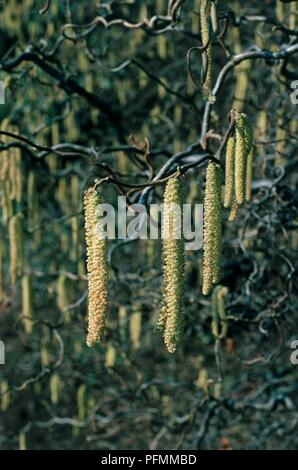 Catkins hanging from branches of Corylus avellana 'Contorta' (Hazel tree), close-up Stock Photo