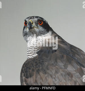 Head and shoulders close-up of a Goshawk showing the forward-facing orange eyes and bill. Stock Photo