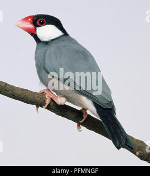 Side view of a captive Java Sparrow perched on a thin branch. Stock Photo