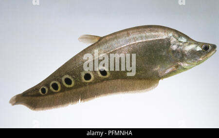Clown Knifefish (Notopterus chitala), showing tiny, feather-like dorsal fins and black spots on side Stock Photo