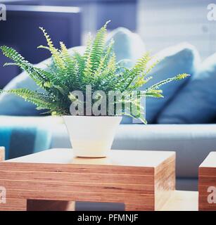 Nephrolepis exaltata 'Bostoniensis' (Sword fern) in white plant pot, on coffee table Stock Photo