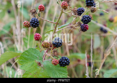 Wild blackberries growing on a bush Stock Photo
