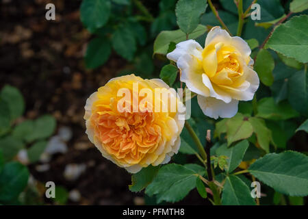 Yellow English shrub rose Stock Photo