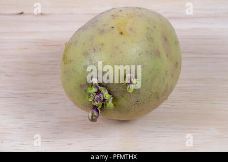 Raw potato which has started to seed and grow roots Stock Photo - Alamy