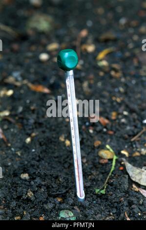 Thermometer in soil, close-up