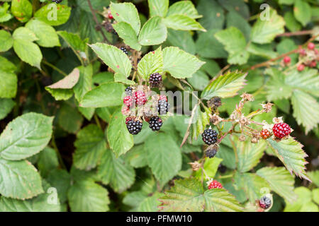 Rubus fruticosus, wild blackberries ripening in late summer, Dorset, UK Stock Photo