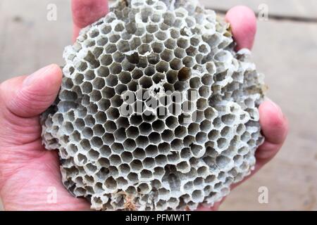 Nest or honeycomb which was home to wasps or bees. Abandoned by his dwellers was in the hands of man. Stock Photo