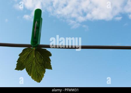 Against the blue sky, on the clothespins, hang currants and a leaf. They are torn from the bush. The sky is clean and sunny. Stock Photo