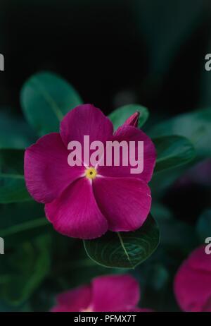 Purple flower from Catharanthus roseus 'Pretty in Rose' (Madagascar periwinkle or Vinca), close-up Stock Photo