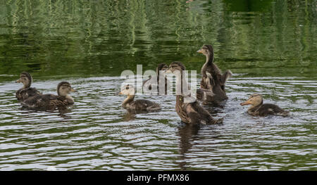Ducklings swimming in a pond Stock Photo