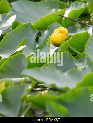 Water lillies and lilly pads in a pond Stock Photo