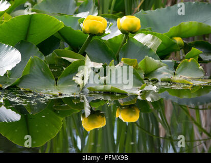 Water lillies and lilly pads in a pond Stock Photo