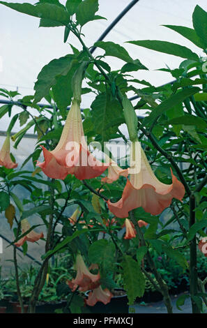 Brugmansia x candida 'Grand Marnier' (Angel's Trumpet) bearing summer flowers and green leaves Stock Photo