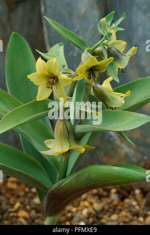 Flowers and leaves from Fritillaria sewerzowii (Fritillary), close-up Stock Photo