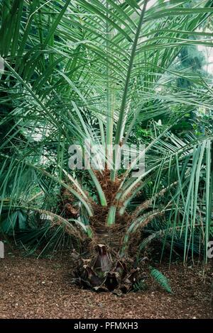 Chilean Wine Palm Jubaea Chilensis Tall Palm Up To 25 Metres chilean-wine-palm-jubaea-chilensis-tall-palm-up-to-25-metres