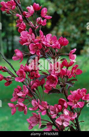 Malus 'Liset' (Crab Apple) with vivid pink flowers on purple branch Stock Photo