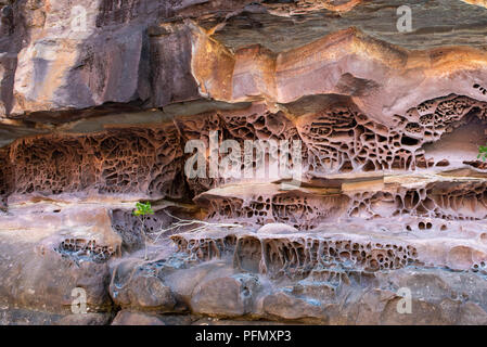 Australia, Western Australia, Kimberley Coast, Koolama Bay, King George River. Detail of honeycomb rock erosion caused by saltwater and wave action. Stock Photo