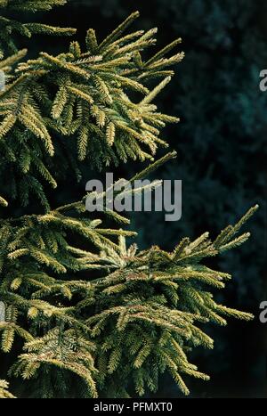 Branches of Picea orientalis 'Skylands' (Caucasian Spruce, Oriental Spruce) Stock Photo