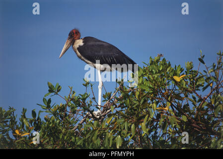 Marabou stork with black wings, red head and long white legs, perching on treetop, deep blue sky behind. Stock Photo