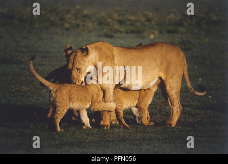 Lioness (Panthera leo) playing with her cubs in grassy terrain, side view. Stock Photo