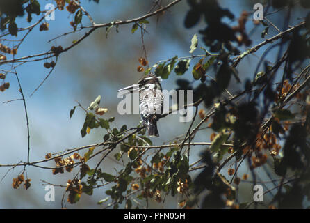 Rear view of Pied Kingfisher, Ceryle rudis, black and white speckled feathers, long thin bill, perching on leafy branch in tree, head and beak in profile. Stock Photo