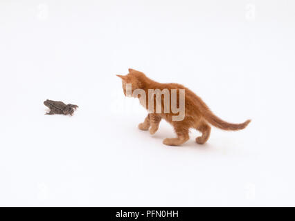 Ginger tabby kitten walking towards frog Stock Photo