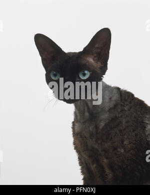 Sitting Devon Rex Cat (Felis silvestris catus), front view. Stock Photo