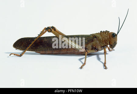 Brown locust close up full body side view (Oedipoda carulescens Stock ...