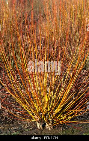 Salix alba var vitellina 'Britzensis' (Golden willow), cultivar with orange-red stems Stock Photo
