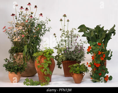 Various plants in plant pots, including Nasturtium, Achillea millefolium (Yarrow), Echinacea sp. (Coneflower), Amorpha sp. (False indigo) Stock Photo