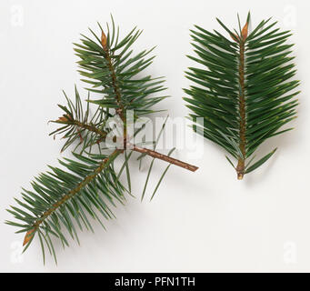 Twigs from Abies bracteata (Bristlecone fir), close-up Stock Photo