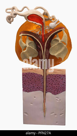 Cross section model of bee sting left in human skin Stock Photo