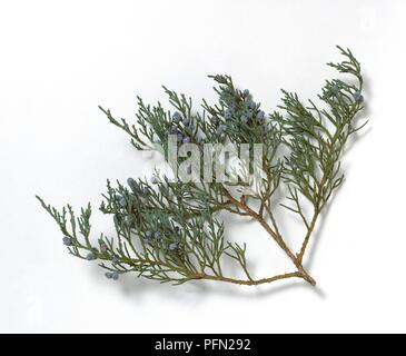 Juniperus virginiana 'Glauca' (Pencil cedar), twig with leaves and fruit Stock Photo