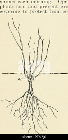 View of This cyclopedia offers comprehensive details on horticultural plants in ...